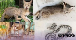 শ্রীমঙ্গলে এক বছরে ৬৭ বন্যপ্রাণী উদ্ধার